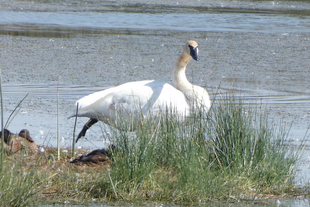 Trumpeter Swan - ML113886571