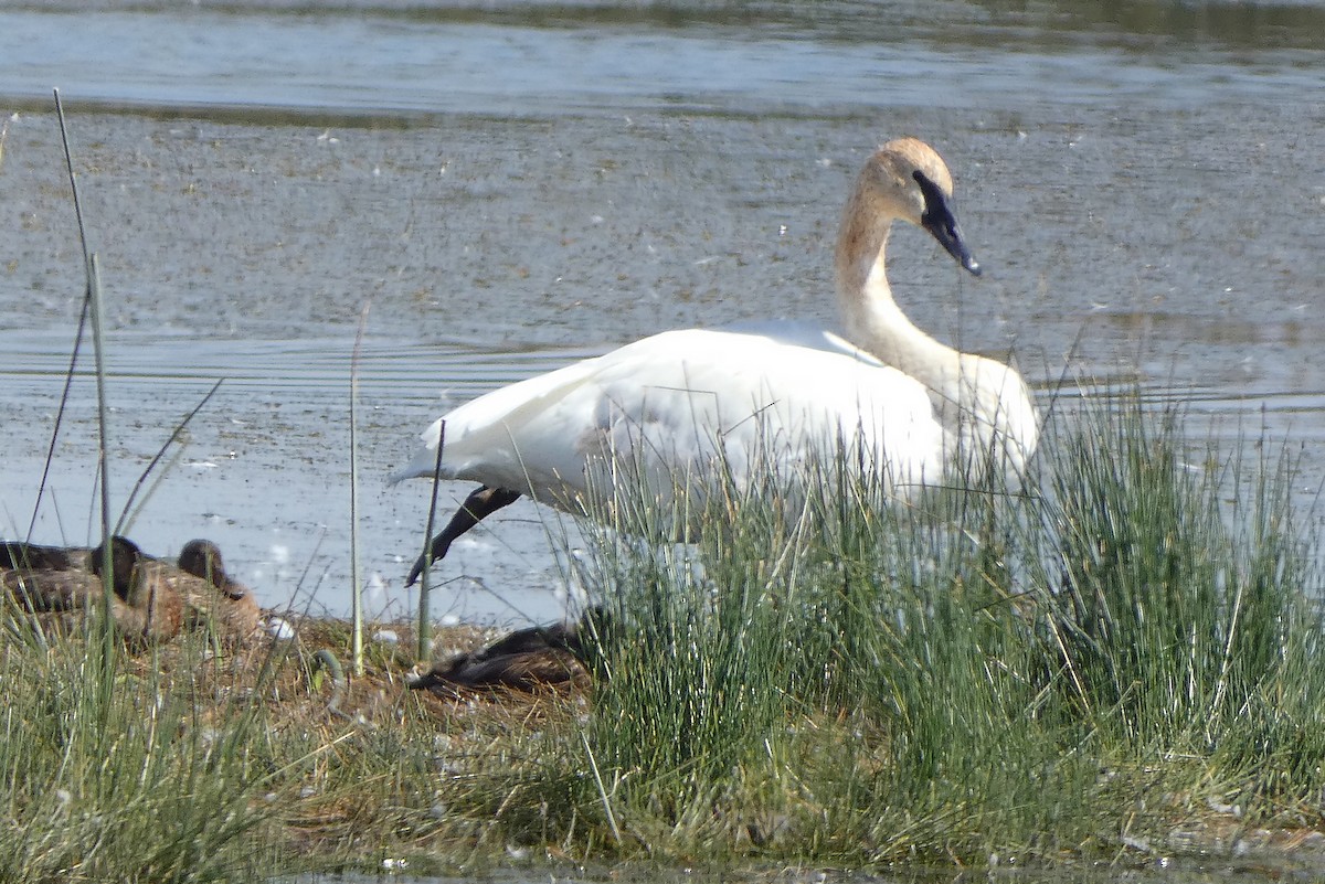 Trumpeter Swan - ML113886581