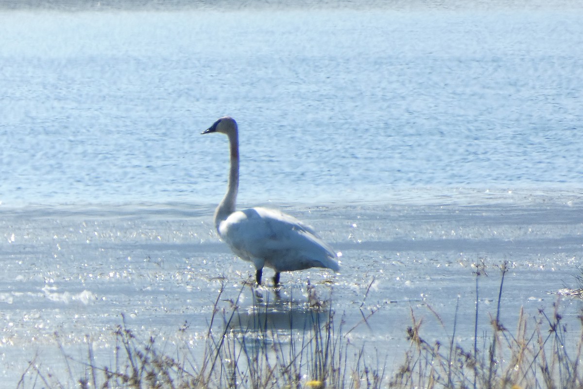 Trumpeter Swan - ML113886591