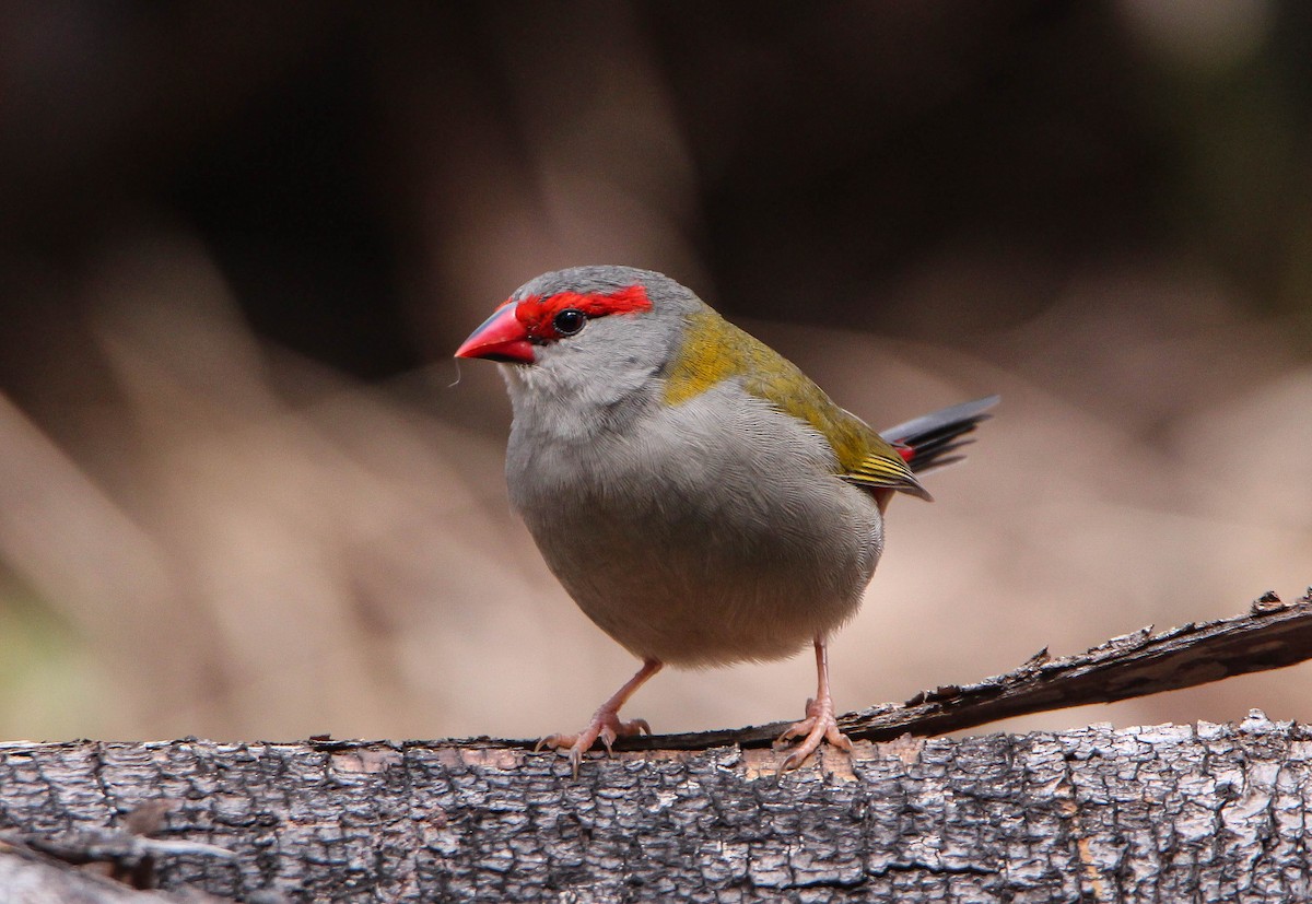 Red-browed Firetail - ML113888121