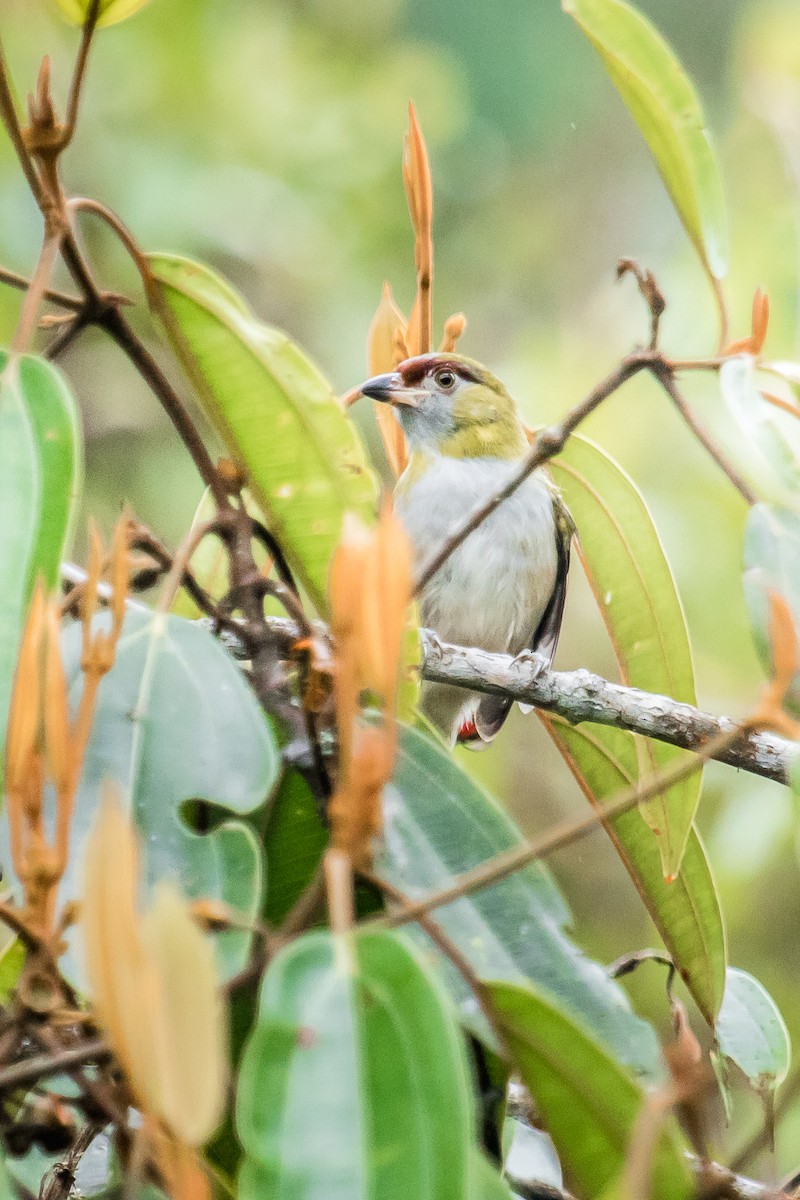 Black-billed Peppershrike - David Monroy Rengifo