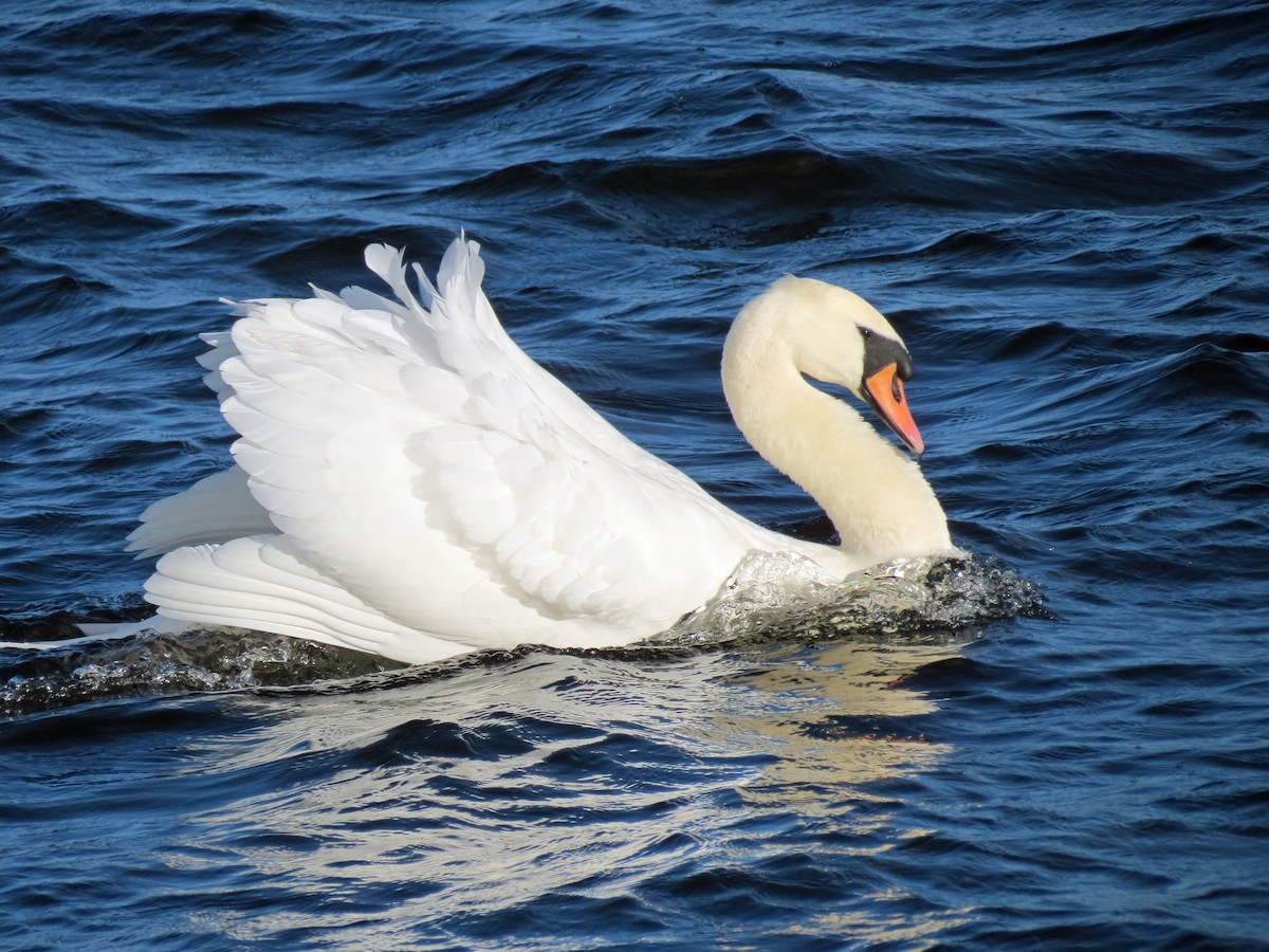 Mute Swan - ML113889031