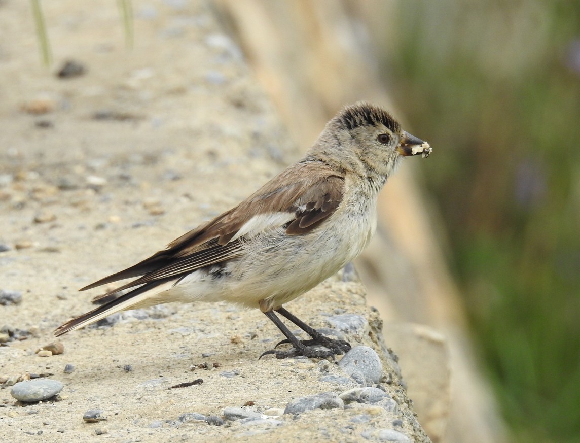 Black-winged Snowfinch - Sahana M