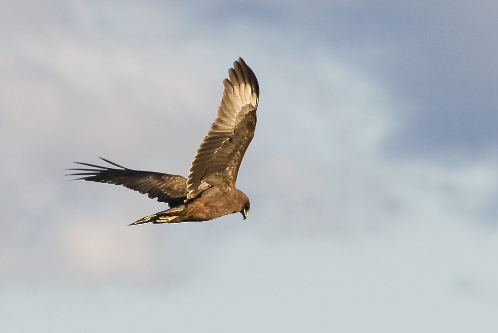 Swamp Harrier - ML113890051