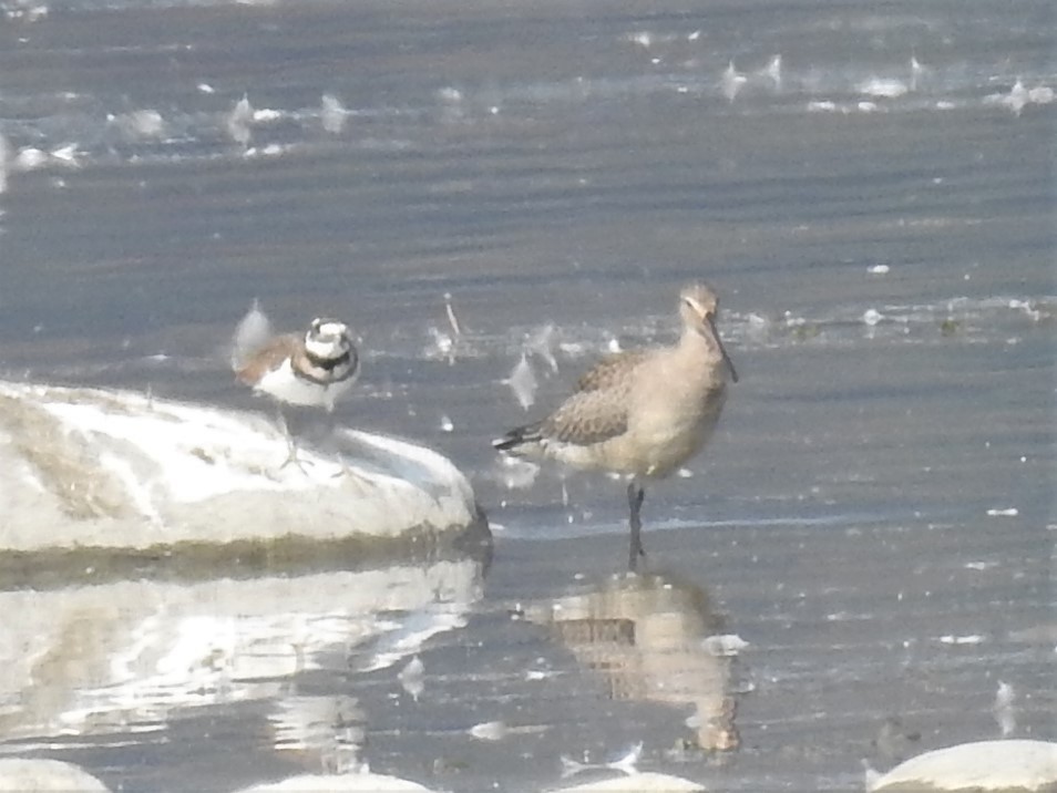 Hudsonian Godwit - Claire Christensen