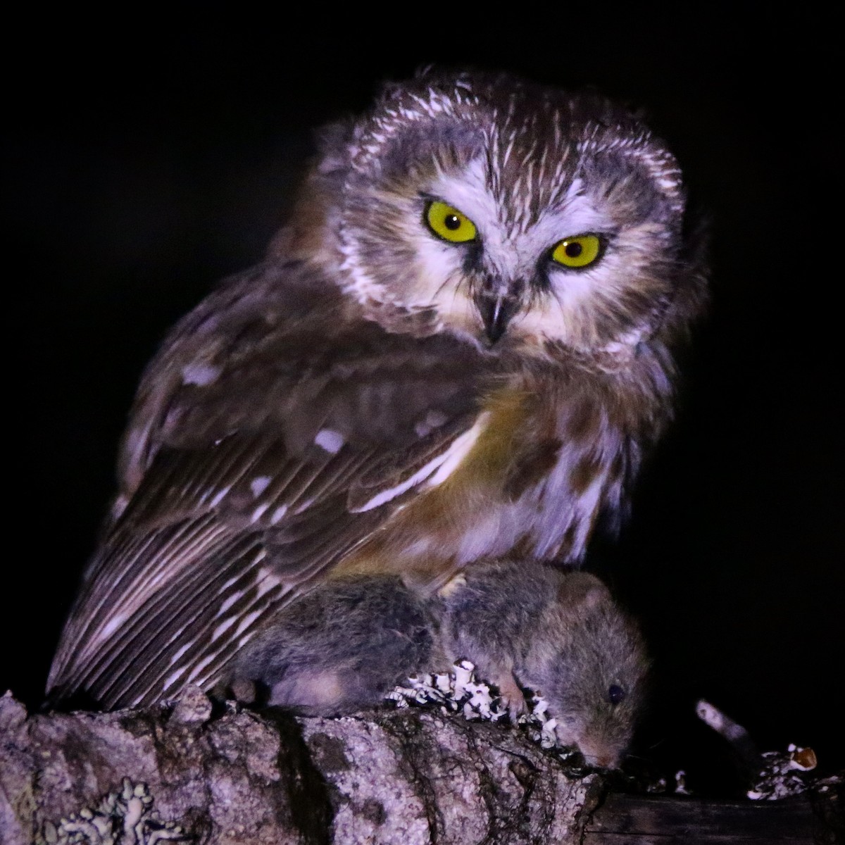 Northern Saw-whet Owl - ML113894011
