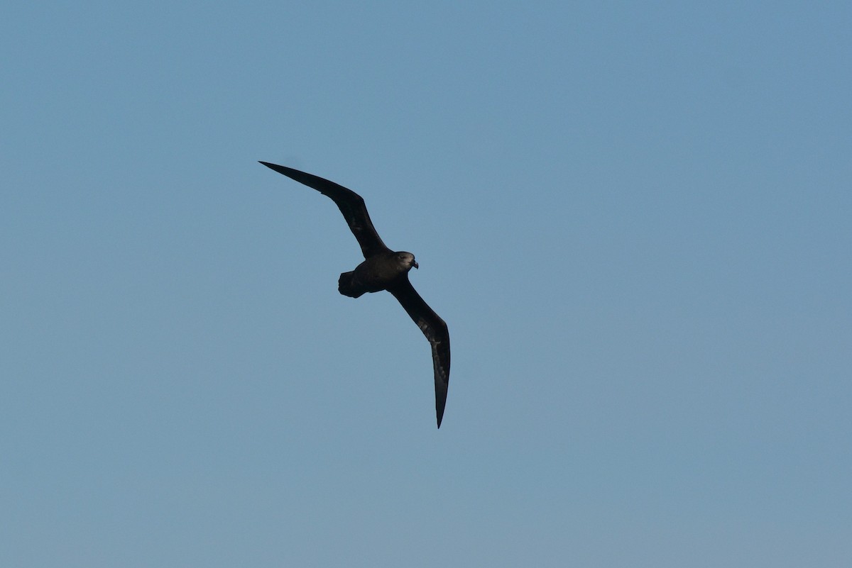 Gray-faced Petrel - ML113894311