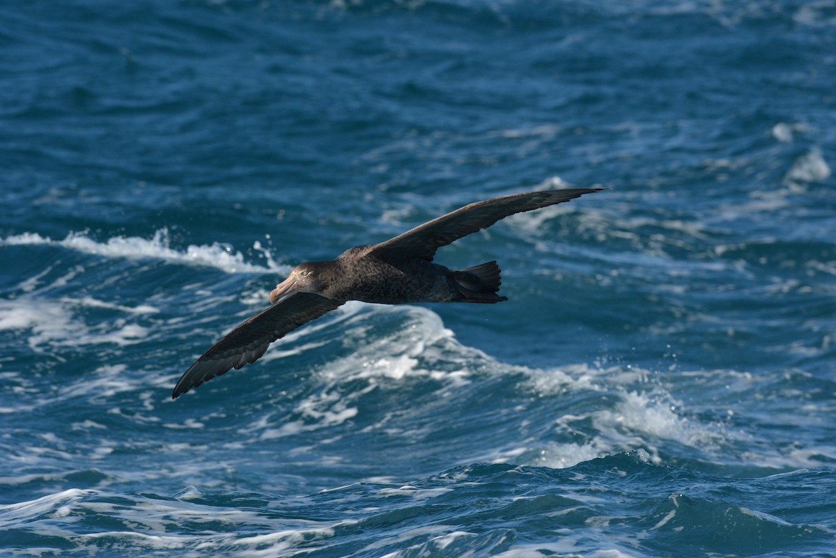 Northern Giant-Petrel - ML113894821