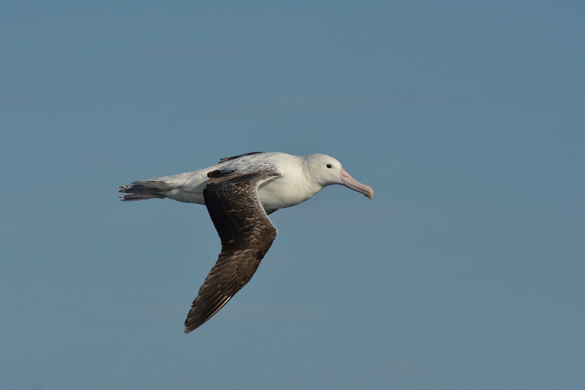 albatros královský - ML113894881