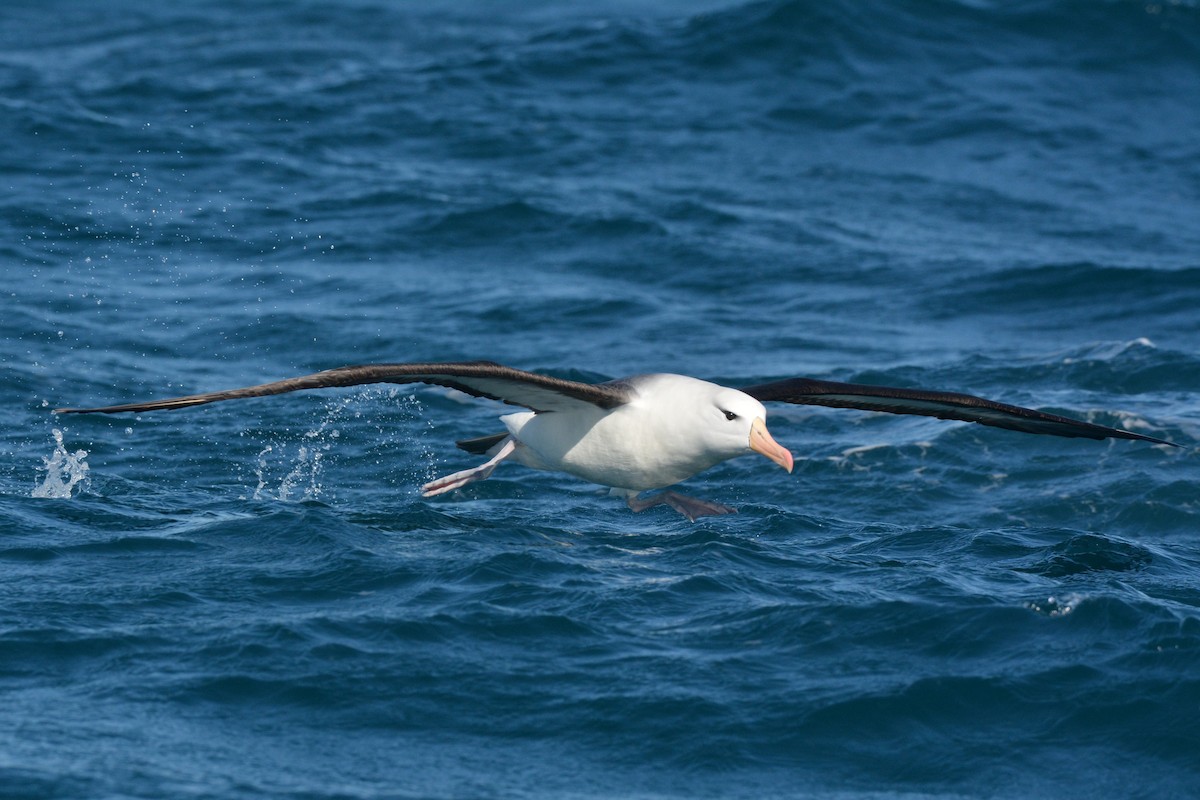 Albatros à sourcils noirs (melanophris) - ML113895101