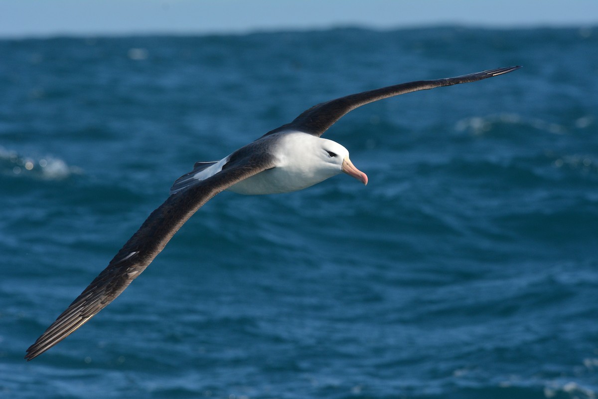 Kara Kaşlı Albatros (melanophris) - ML113895121