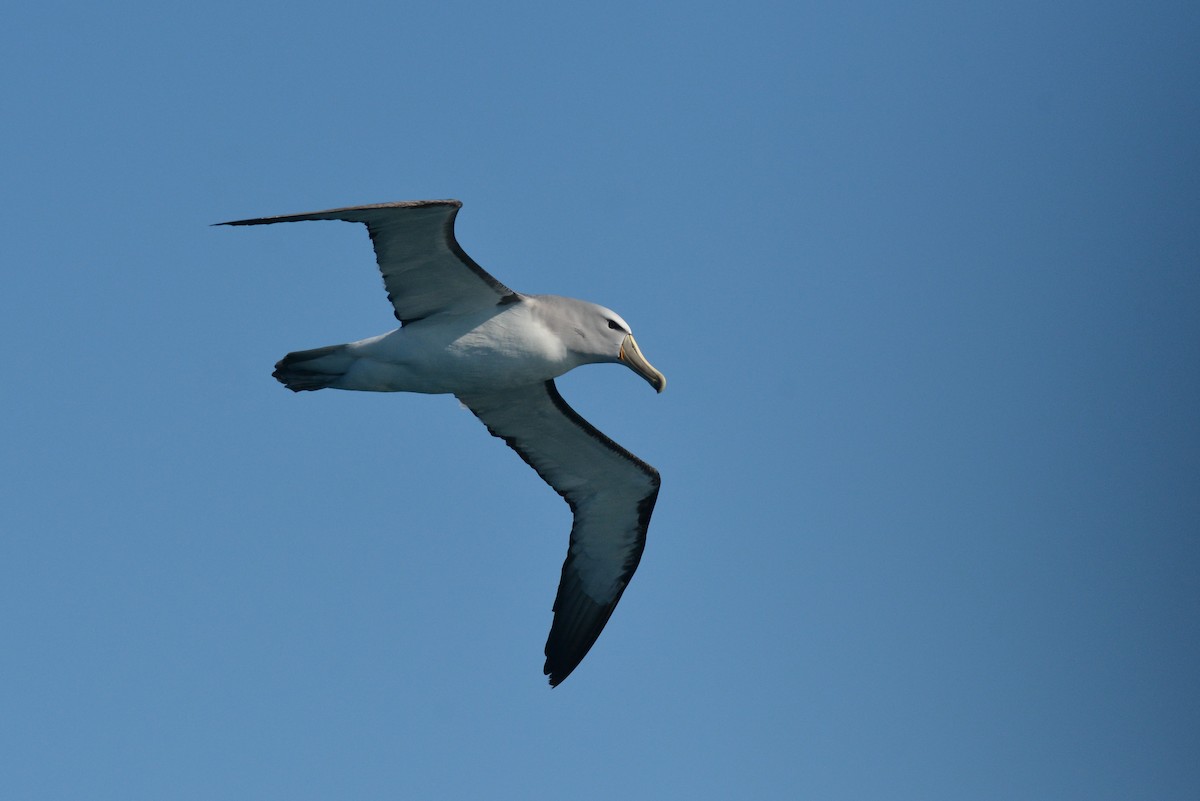 albatros snarský - ML113895141