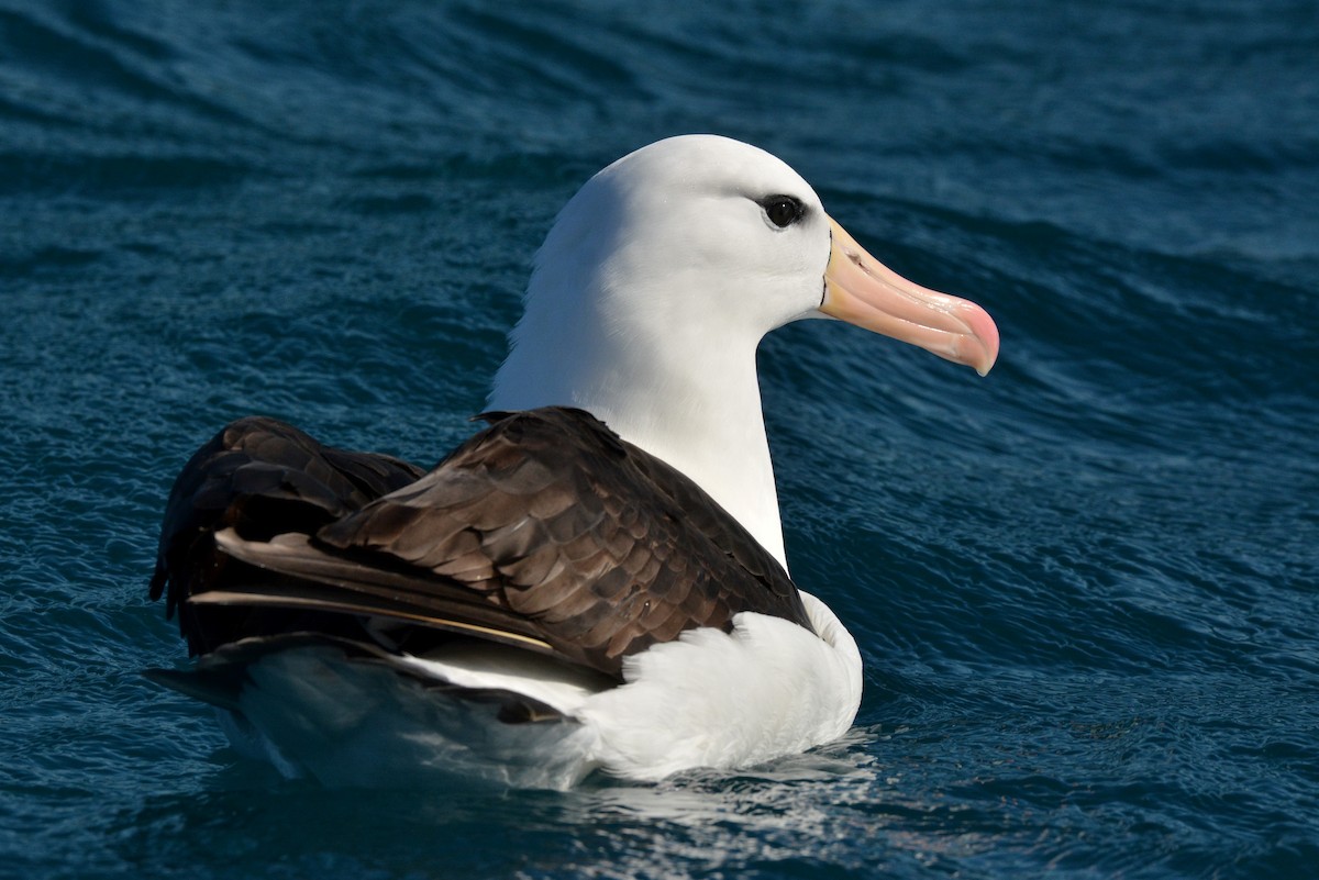 Albatros à sourcils noirs (melanophris) - ML113895171