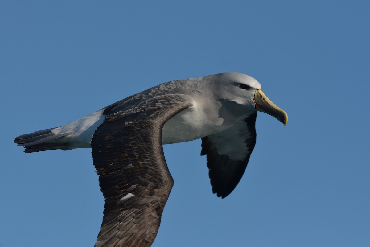 albatros snarský - ML113895181
