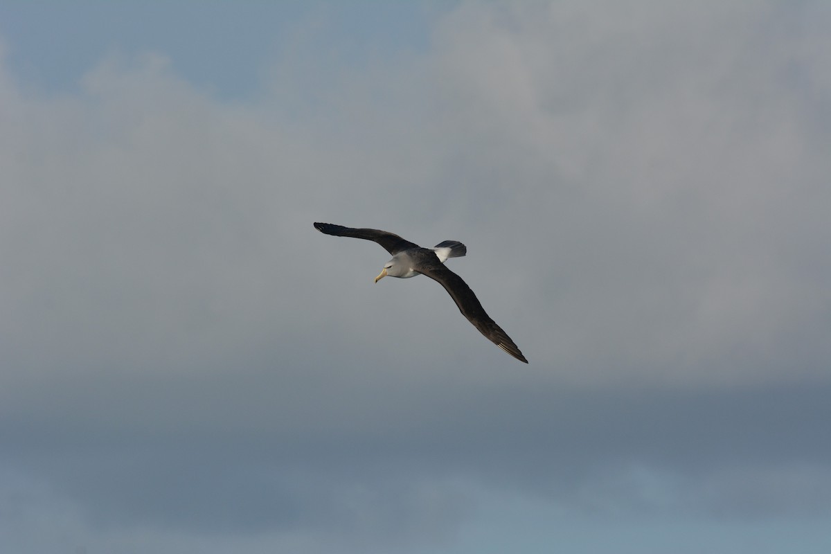 albatros snarský - ML113895191