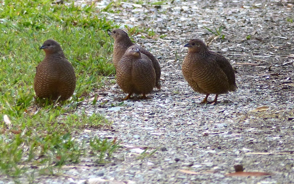 Brown Quail - Allan Pratt