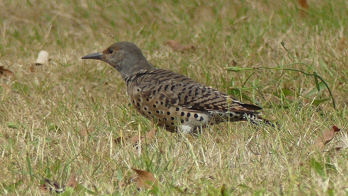 Northern Flicker - ML113898511