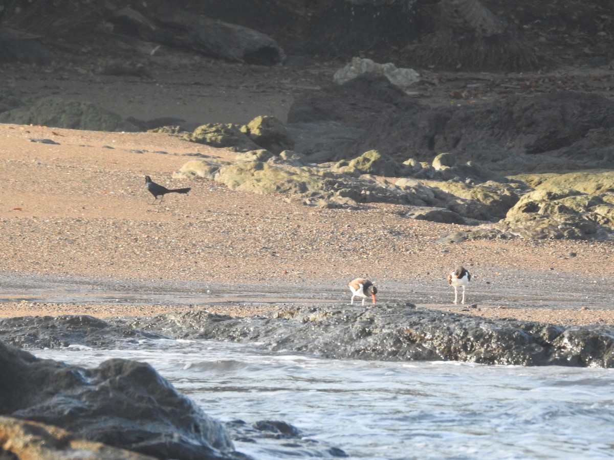 American Oystercatcher - ML113898721