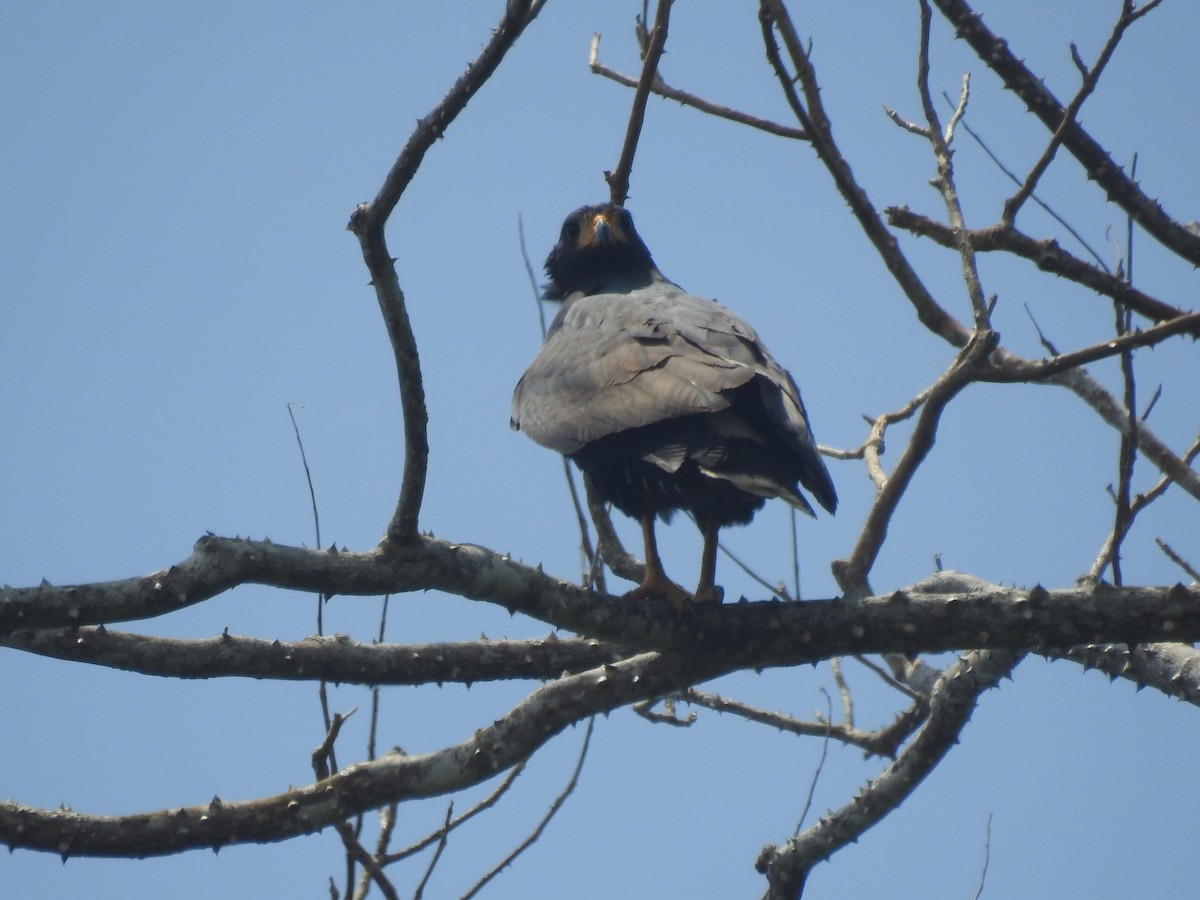 Common Black Hawk - Javi Barón