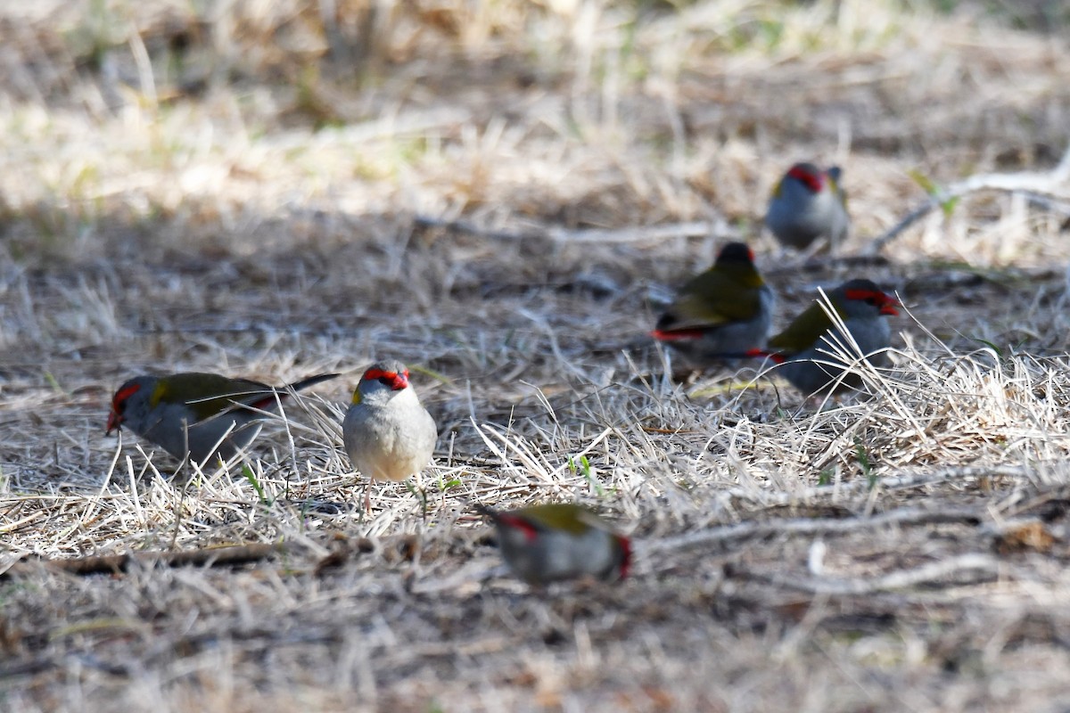 Red-browed Firetail - ML113899101