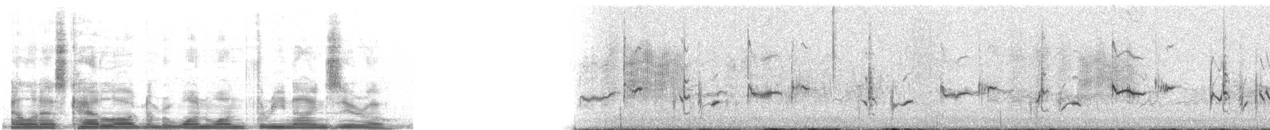 Zorzal Hormiguero Septentrional - ML11390