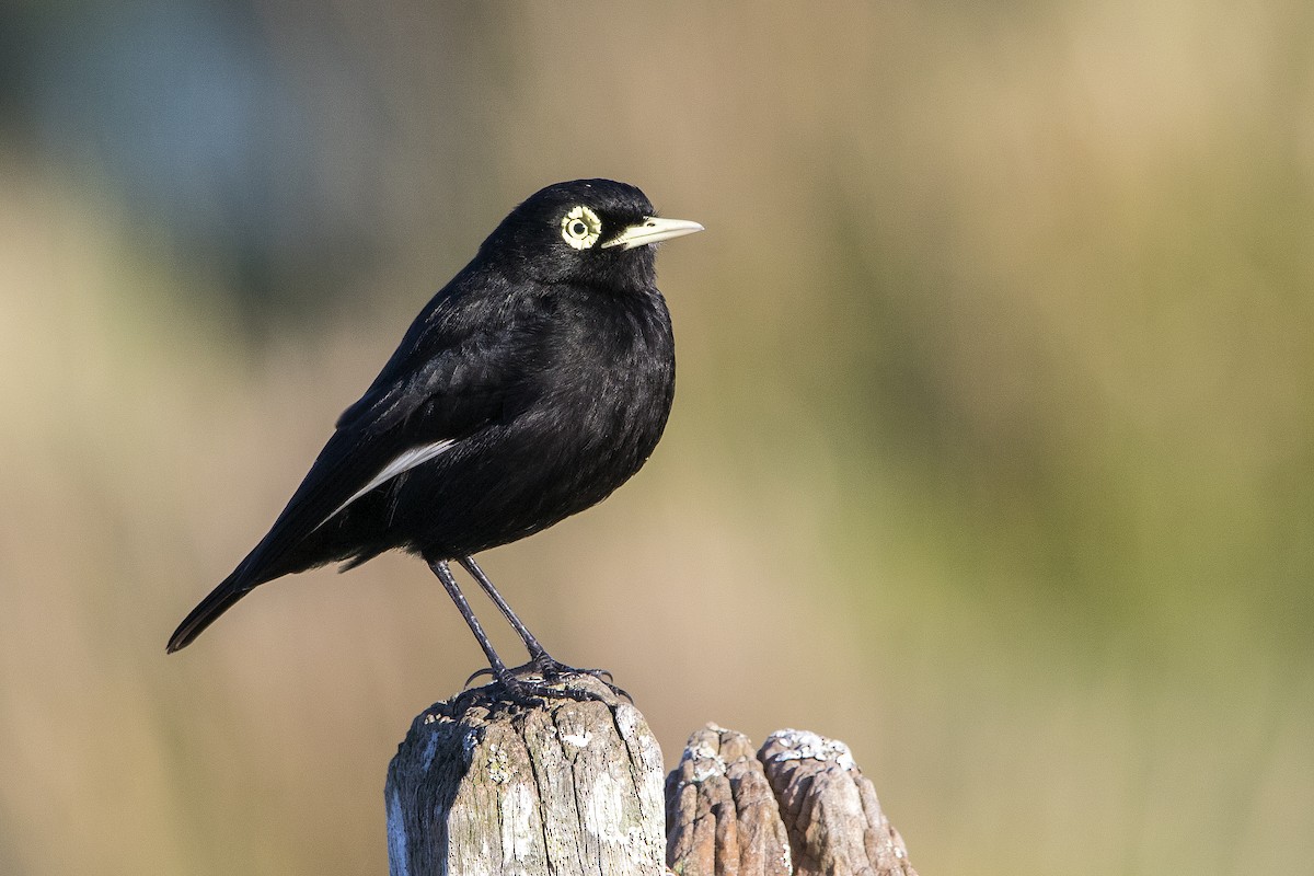 Spectacled Tyrant - ML113900401