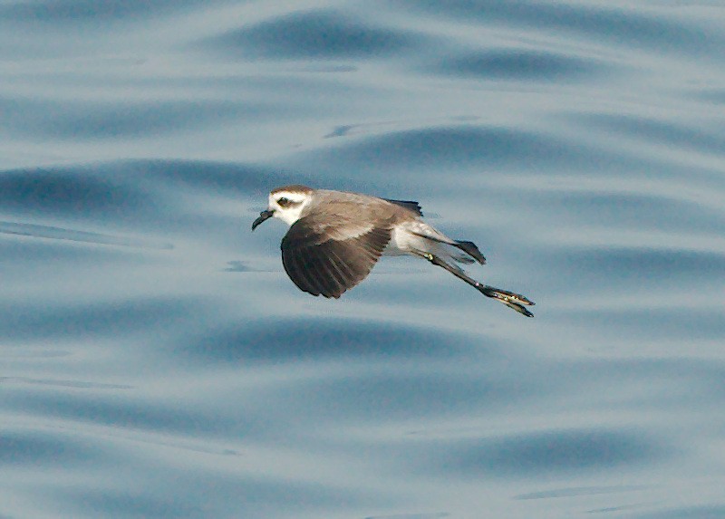 White-faced Storm-Petrel - ML113901231