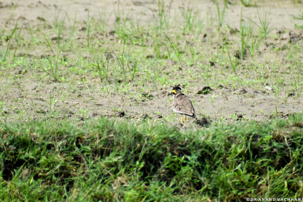 Yellow-wattled Lapwing - ML113901611