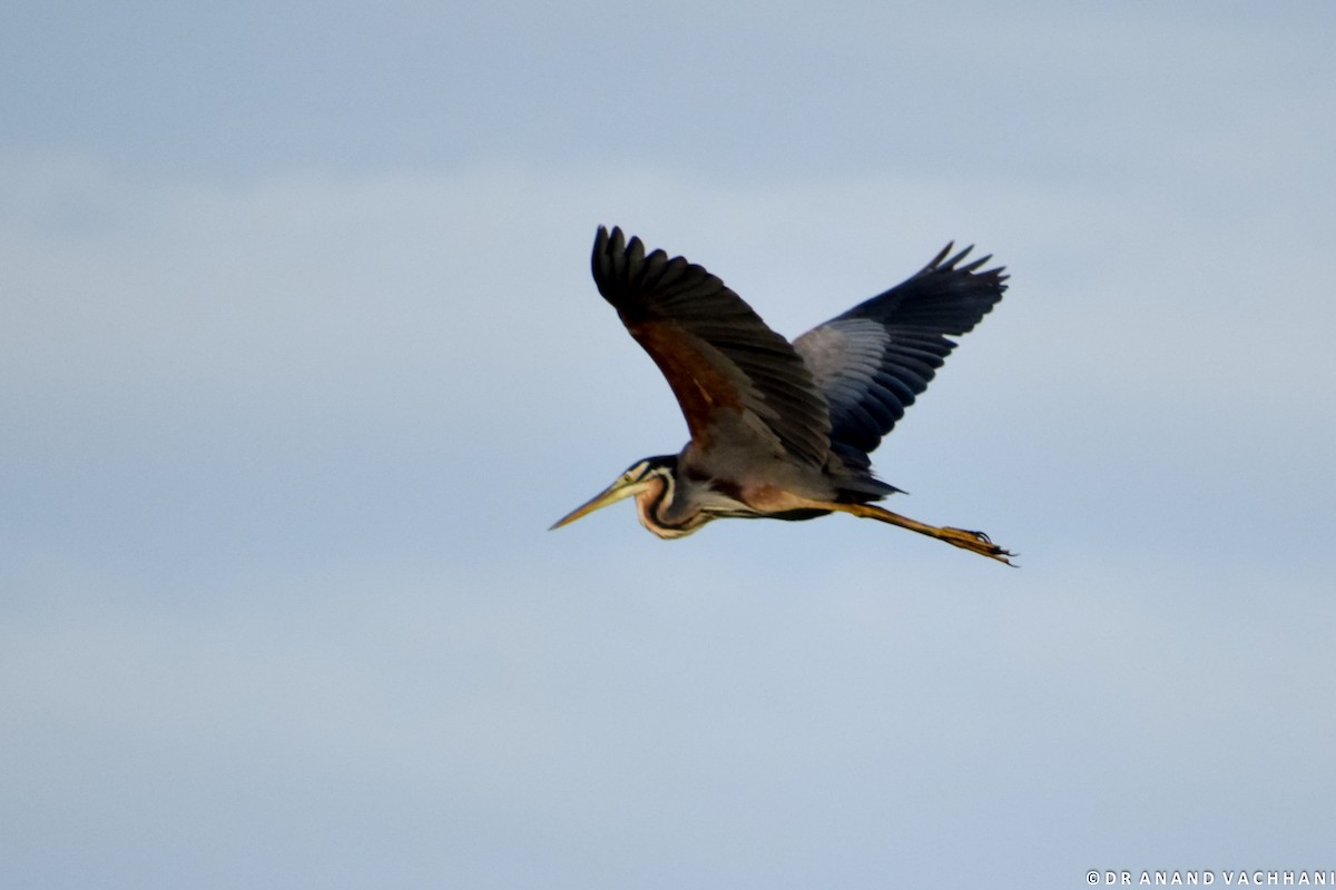 Purple Heron - Anand Vachhani