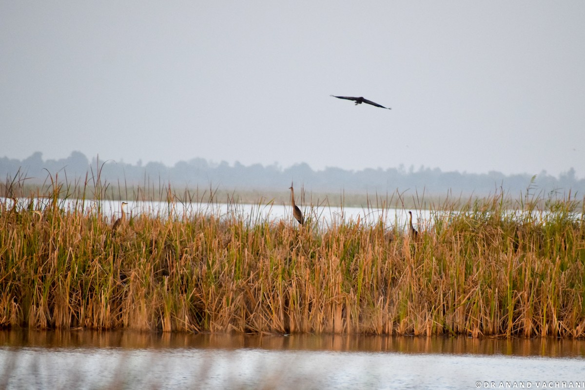 Purple Heron - Anand Vachhani