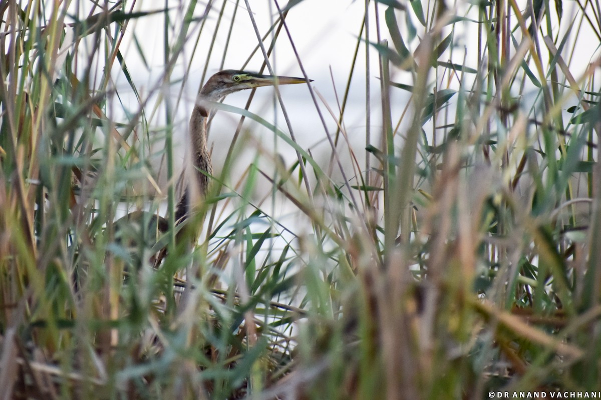 Purple Heron - Anand Vachhani