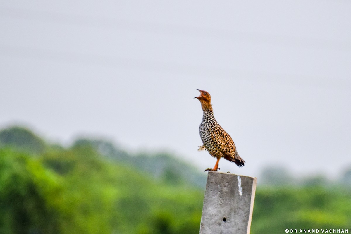 Painted Francolin - ML113902441