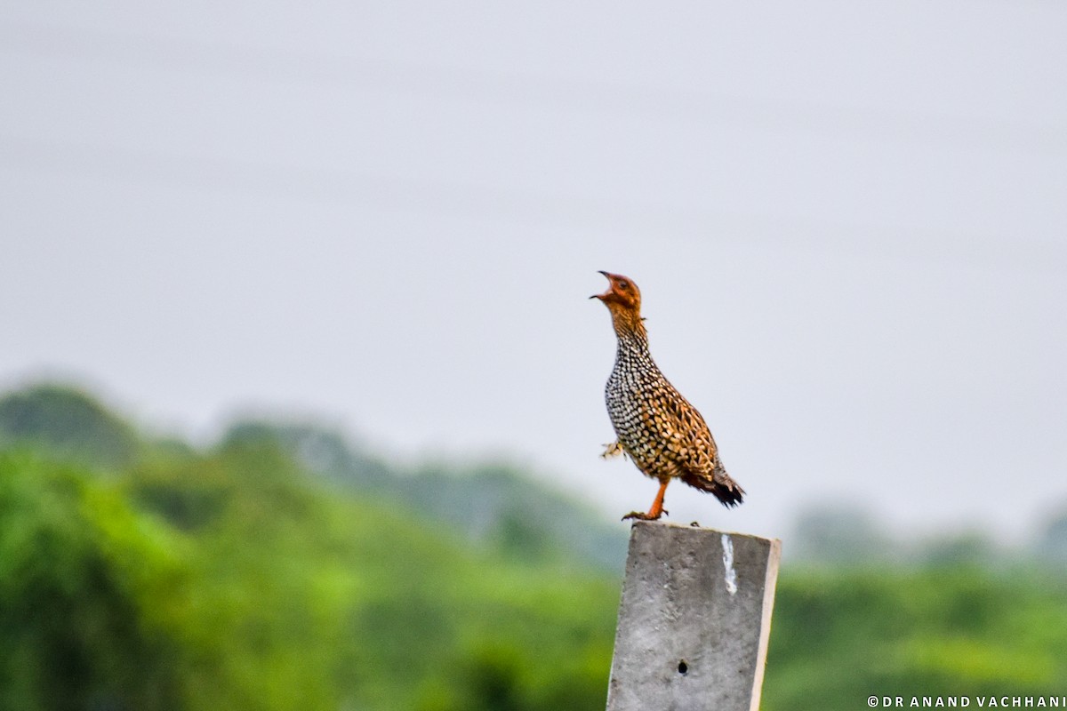 Painted Francolin - Anand Vachhani