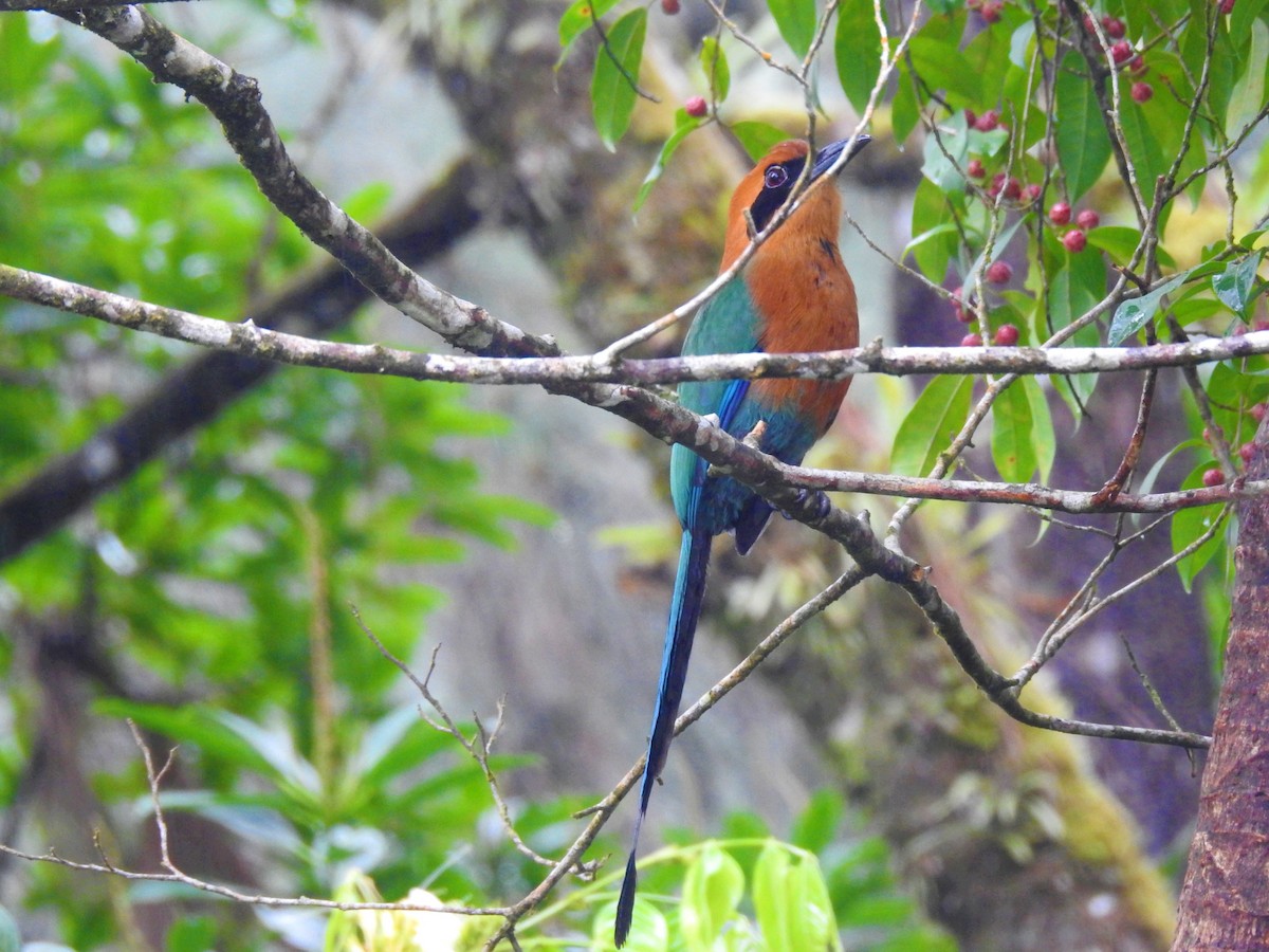 Rufous Motmot - Javi Barón