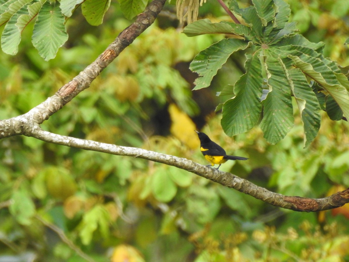 Black-cowled Oriole - Javi Barón