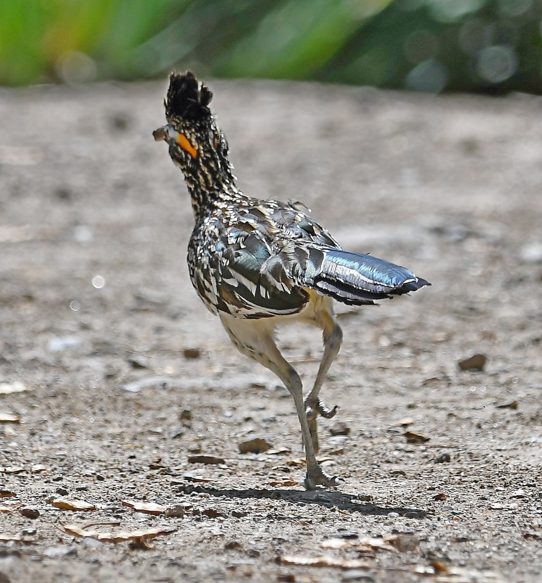 Greater Roadrunner - ML113904041