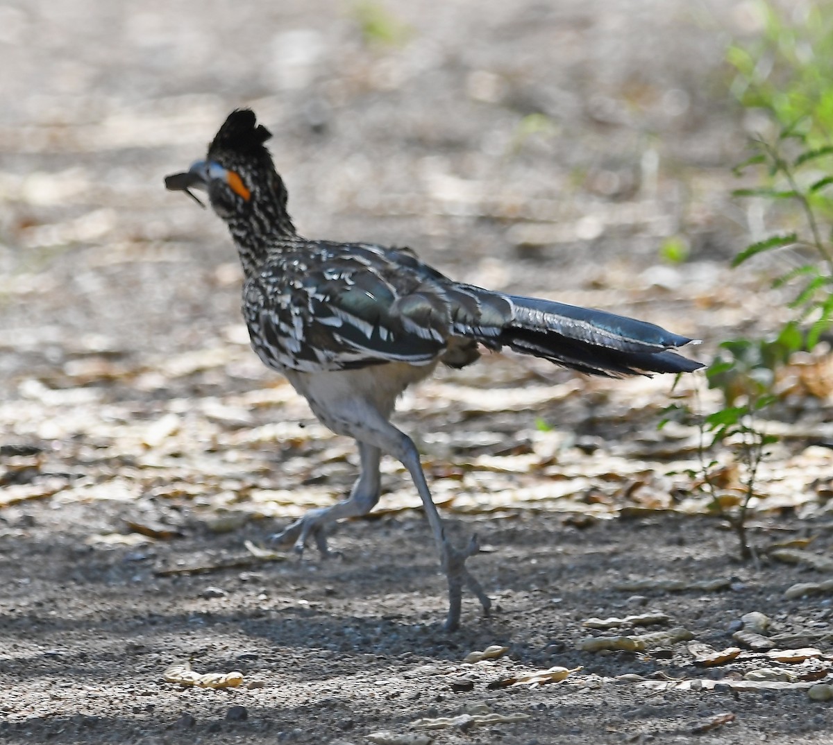 Greater Roadrunner - Jesse Adkins