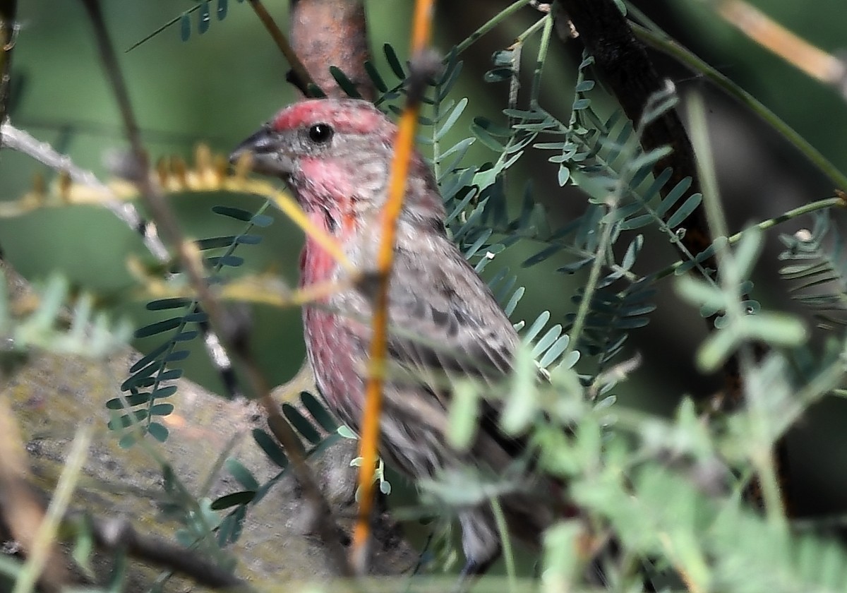 House Finch - ML113904201