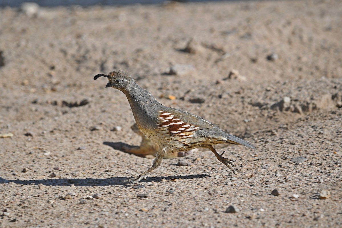 Gambel's Quail - ML113904641