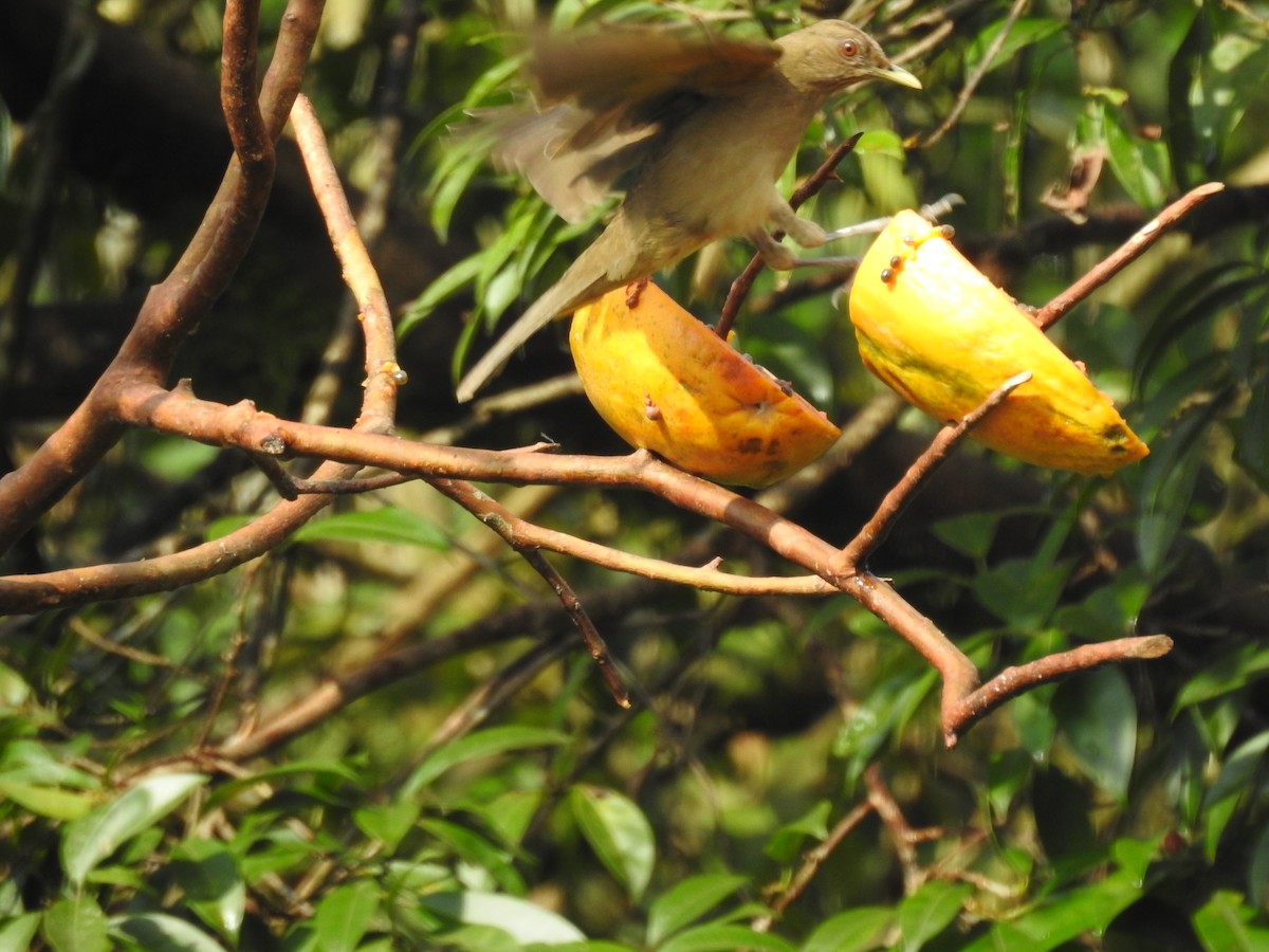 Clay-colored Thrush - ML113904761