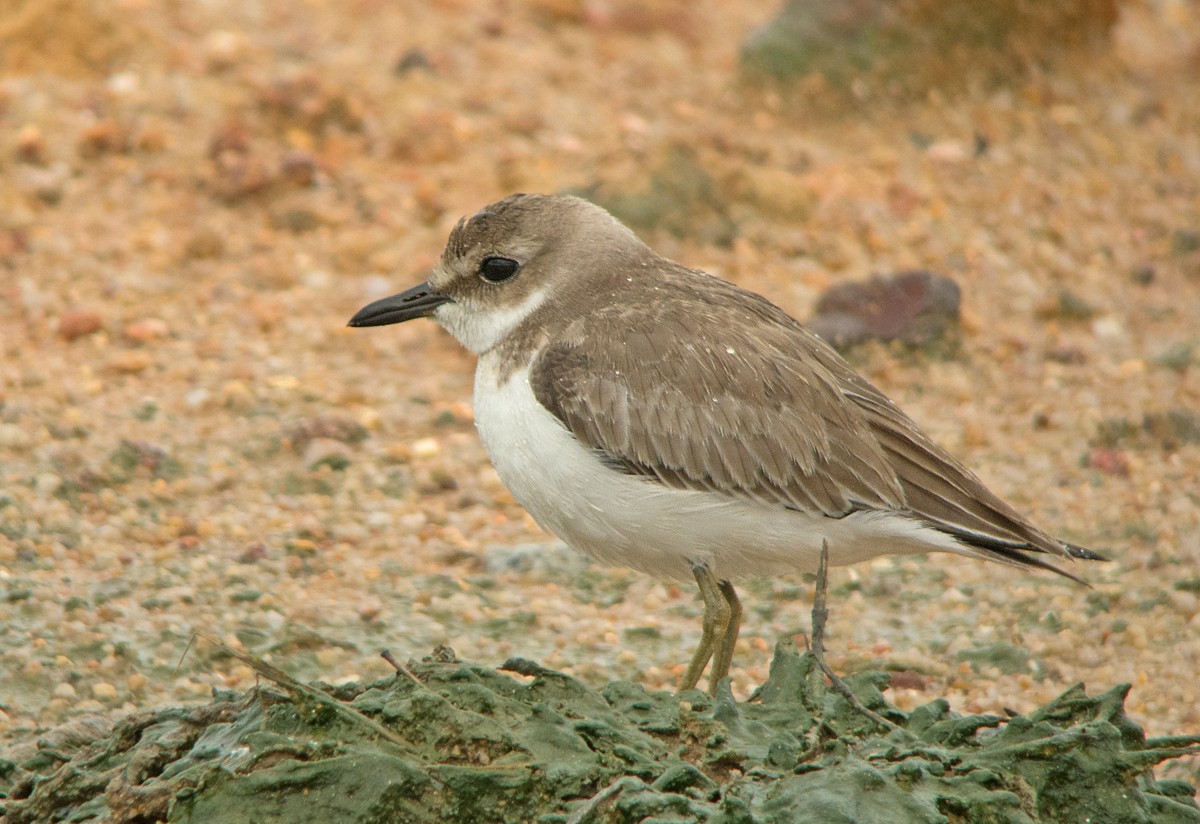 Greater Sand-Plover - Dave Bakewell