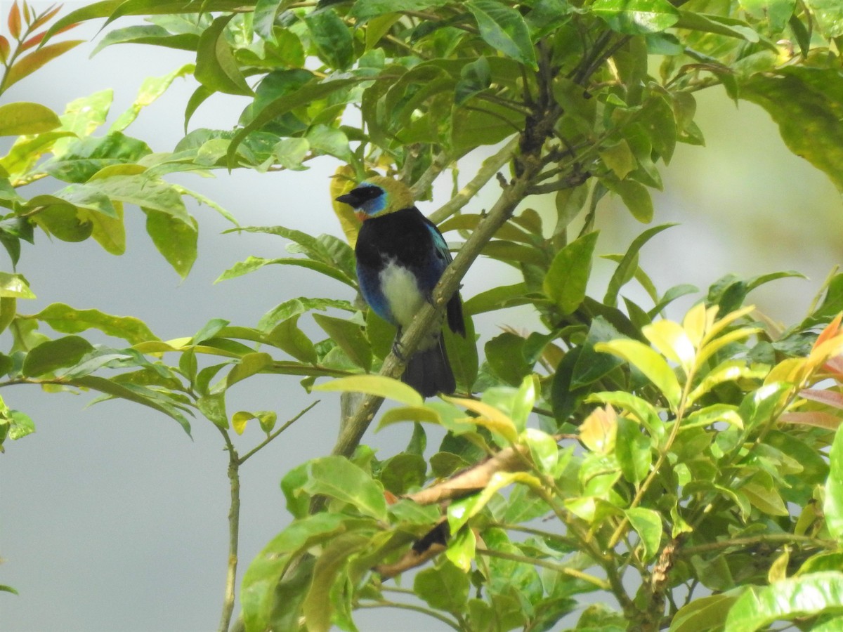 Golden-hooded Tanager - Javi Barón