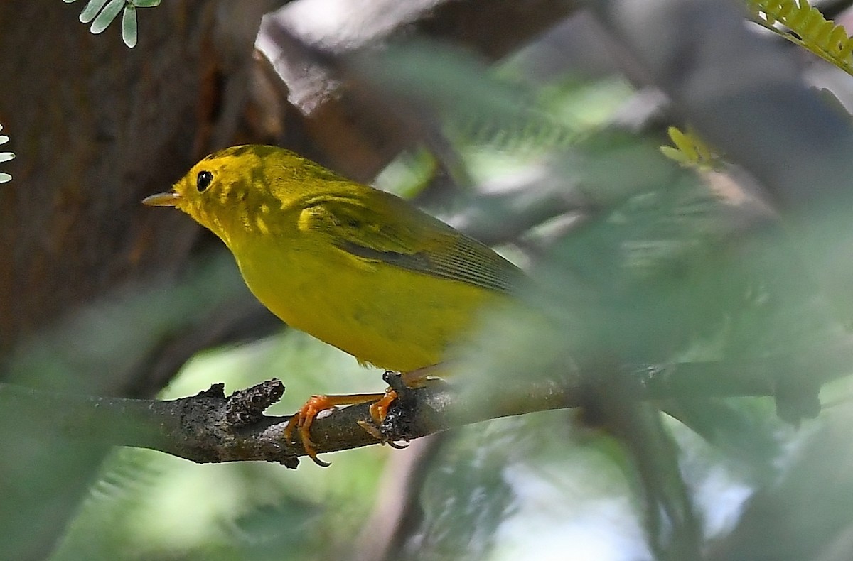 Wilson's Warbler - ML113905151