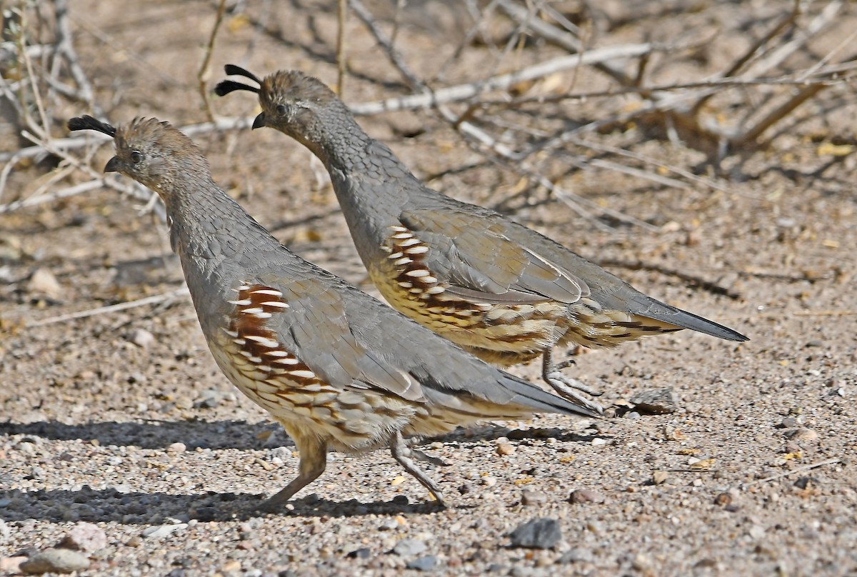 Gambel's Quail - ML113905191