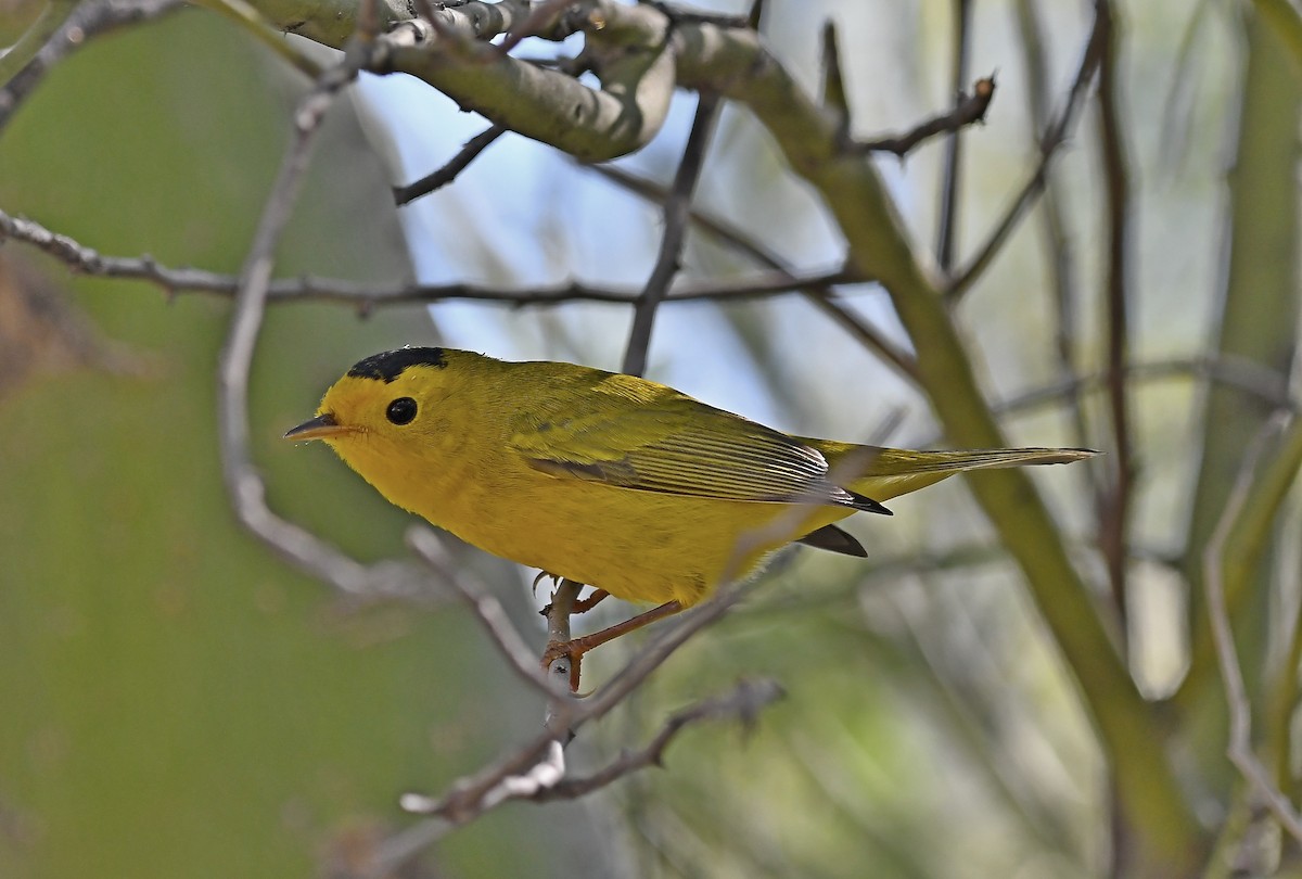 Wilson's Warbler - ML113905211