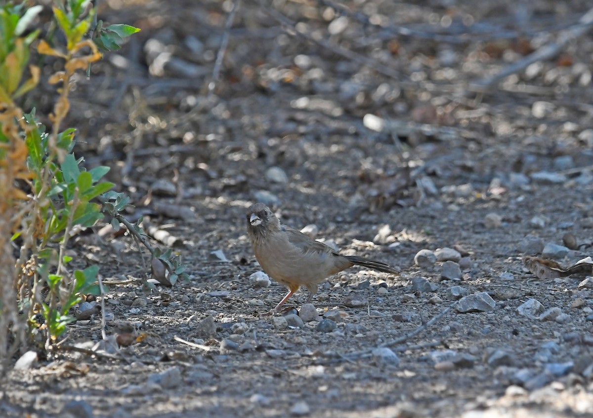 Abert's Towhee - Jesse Adkins