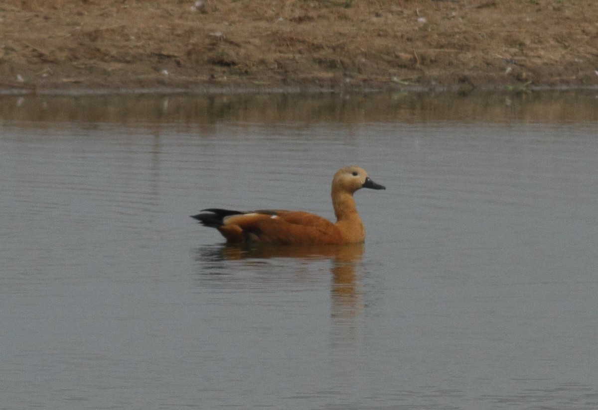 Ruddy Shelduck - ML113905861