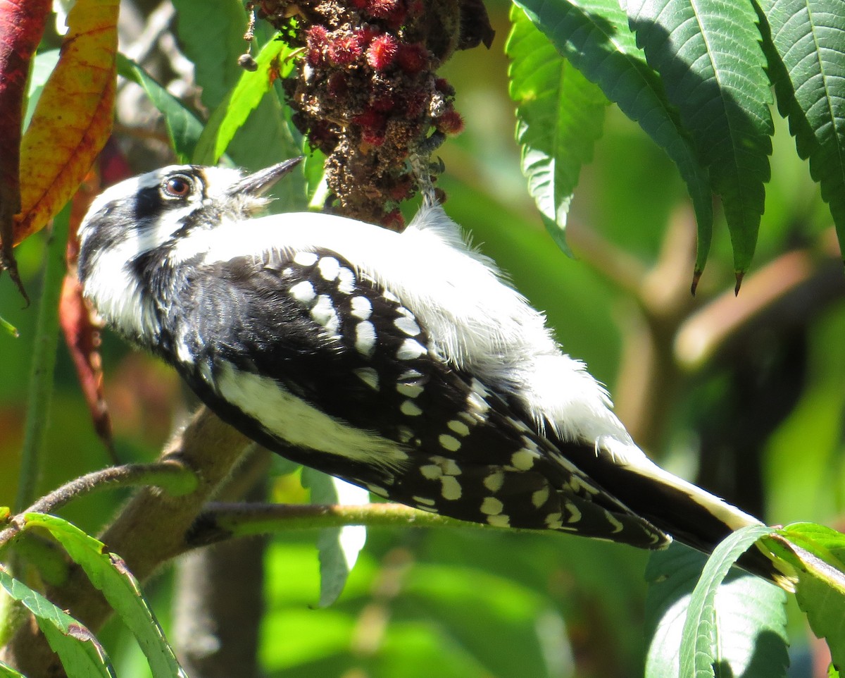 Downy Woodpecker - ML113905941