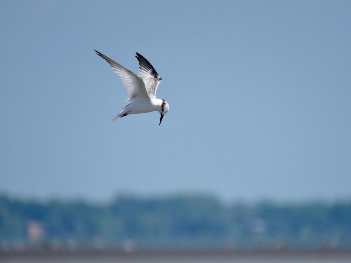 Least Tern - ML113906591