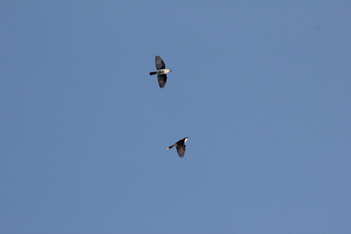 Eastern Kingbird - ML113906971